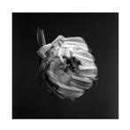 A Swarm Of The Sun "An Empire"