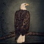 Clutch "Book Of Bad Decisions Limited Deluxe Edition"