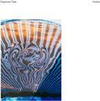 Elephant Tree "Habits"