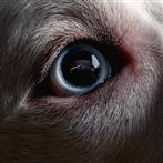 Roger Waters "The Dark Side Of The Moon Redux"