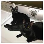 Sam Prekop John Mcentire "Sins Of LP"